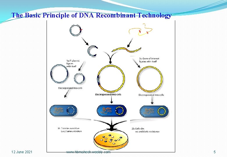 The Basic Principle of DNA Recombinant Technology 12 June 2021 www. hbmahesh. weebly. com