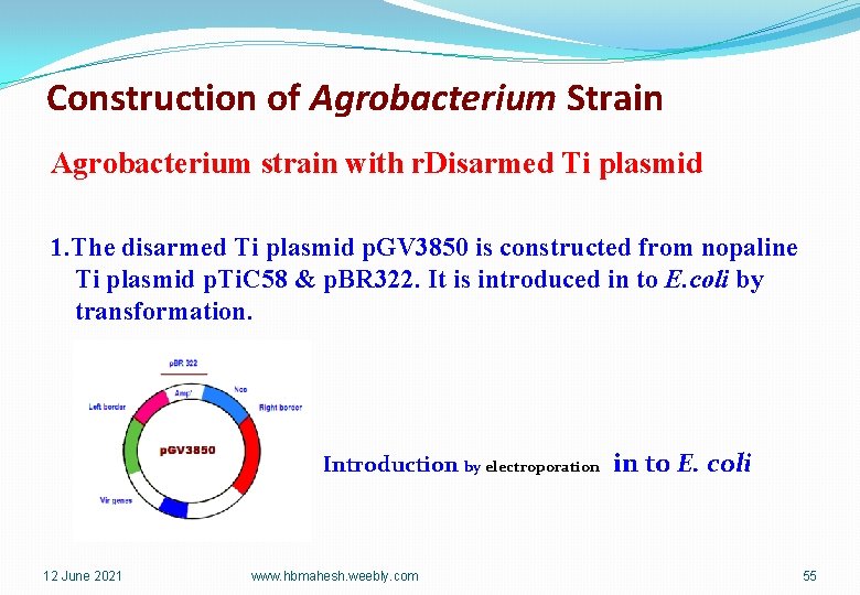 Construction of Agrobacterium Strain Agrobacterium strain with r. Disarmed Ti plasmid 1. The disarmed