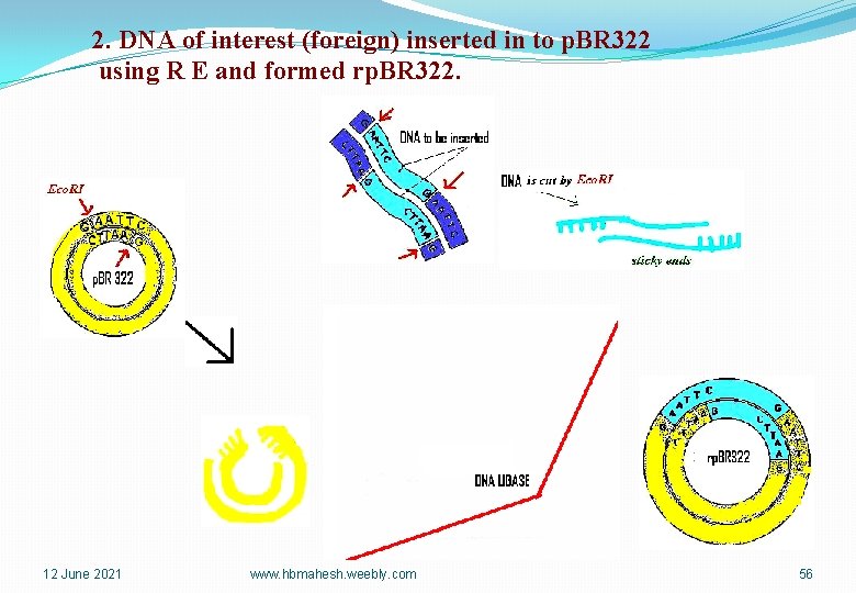 2. DNA of interest (foreign) inserted in to p. BR 322 using R E