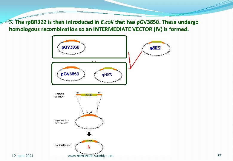 3. The rp. BR 322 is then introduced in E. coli that has p.