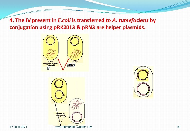 4. The IV present in E. coli is transferred to A. tumefaciens by conjugation