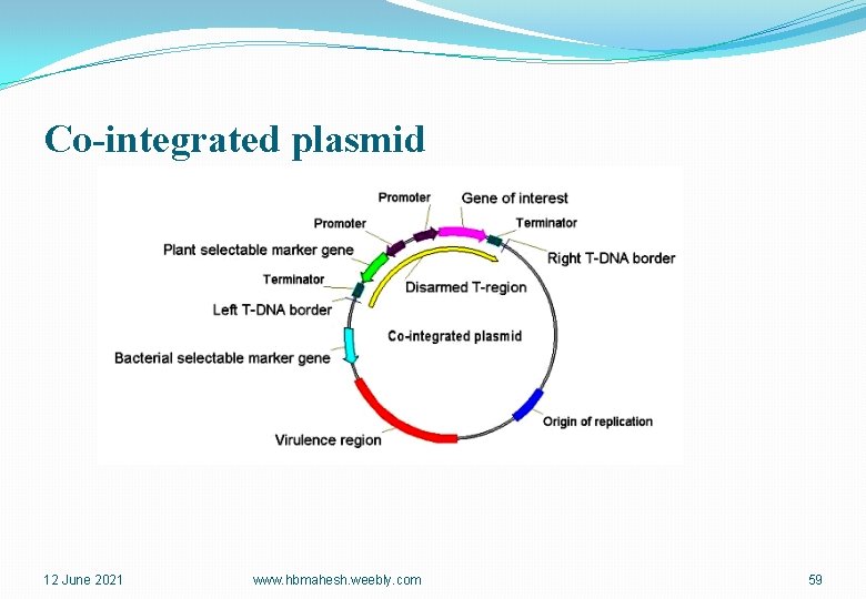 Co-integrated plasmid 12 June 2021 www. hbmahesh. weebly. com 59 