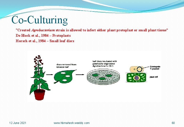 Co-Culturing “Created Agrobacterium strain is allowed to infect either plant protoplast or small plant