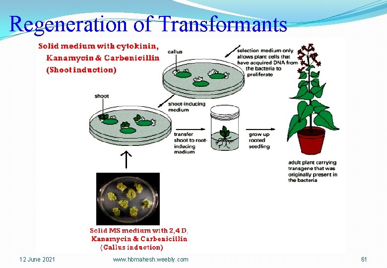 Regeneration of Transformants 12 June 2021 www. hbmahesh. weebly. com 61 