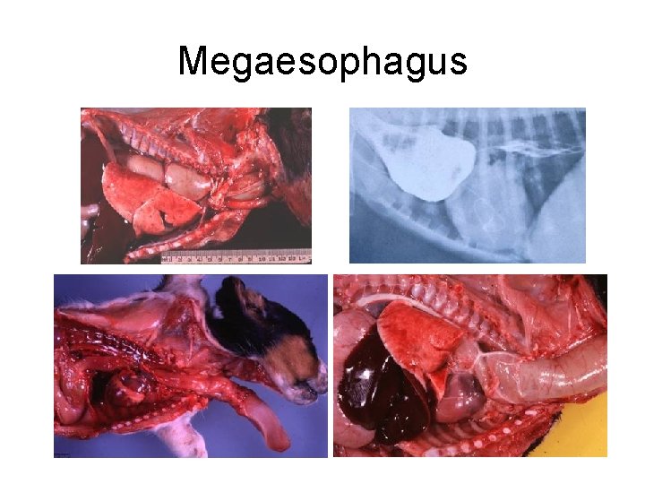 Megaesophagus 