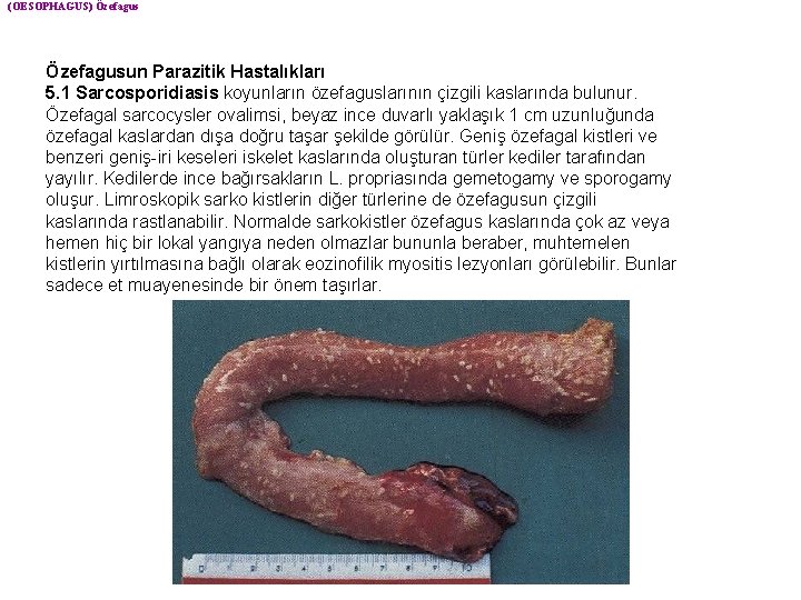 (OESOPHAGUS) Özefagusun Parazitik Hastalıkları 5. 1 Sarcosporidiasis koyunların özefaguslarının çizgili kaslarında bulunur. Özefagal sarcocysler