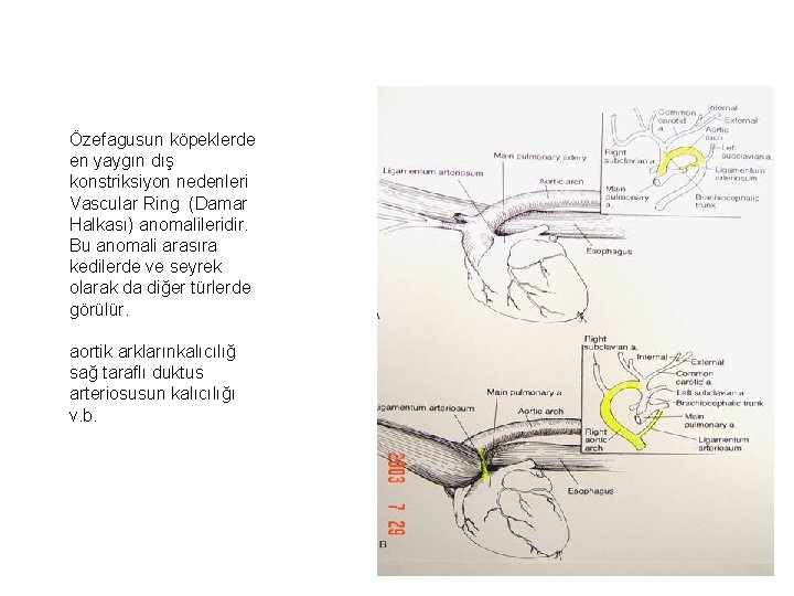 Özefagusun köpeklerde en yaygın dış konstriksiyon nedenleri Vascular Ring (Damar Halkası) anomalileridir. Bu anomali