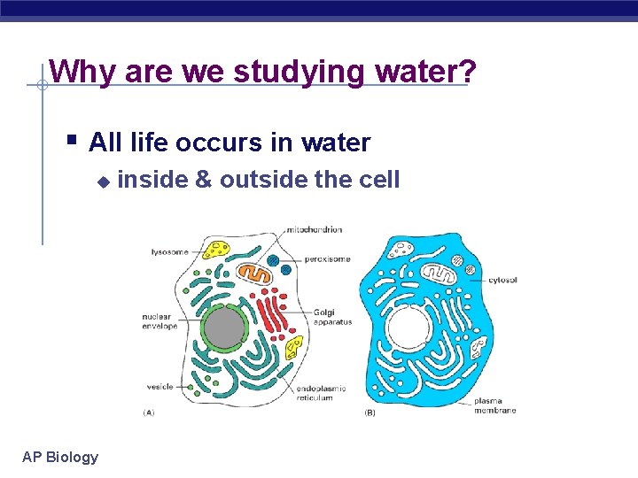 Why are we studying water? § All life occurs in water u AP Biology