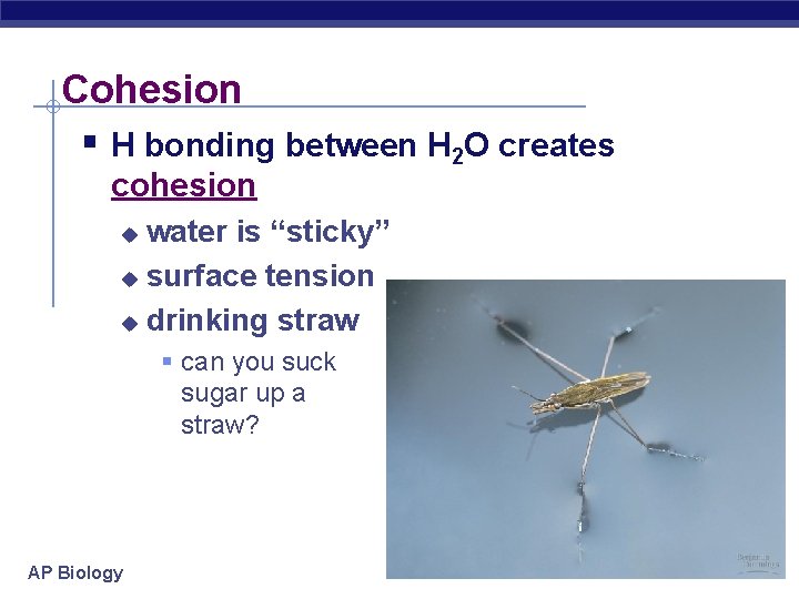 Cohesion § H bonding between H 2 O creates cohesion water is “sticky” u