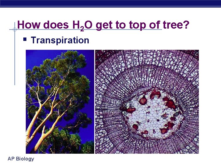 How does H 2 O get to top of tree? § Transpiration AP Biology