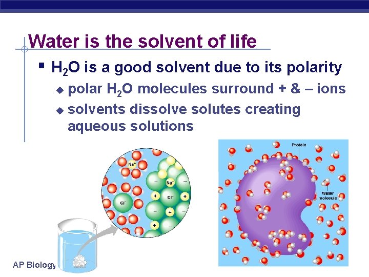Water is the solvent of life § H 2 O is a good solvent