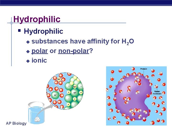 Hydrophilic § Hydrophilic substances have affinity for H 2 O u polar or non-polar?