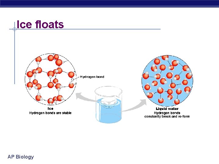 Ice floats AP Biology 