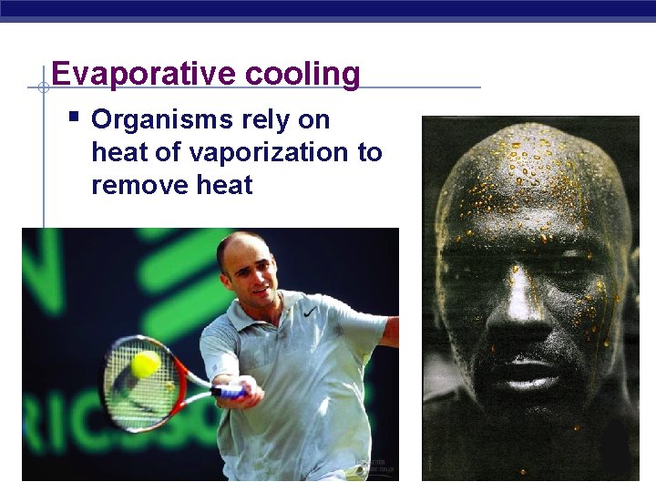 Evaporative cooling § Organisms rely on heat of vaporization to remove heat AP Biology