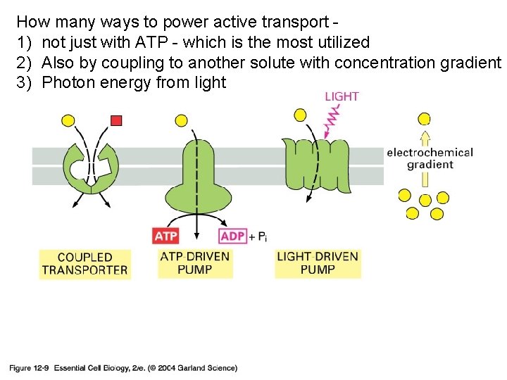 How many ways to power active transport 1) not just with ATP - which
