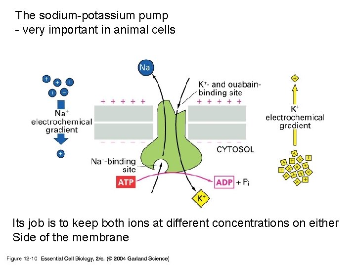 The sodium-potassium pump - very important in animal cells 12_10_Na_K_pump. jpg Its job is