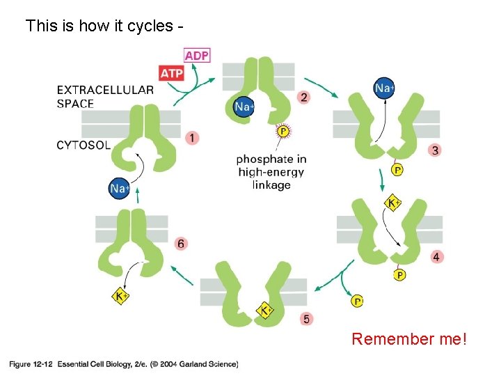 This is how it cycles - 12_12_Na_K_cyclic. jpg Remember me! 