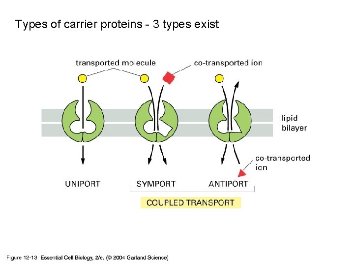 Membrane Transport Lecture 21 Chapter 12 If one