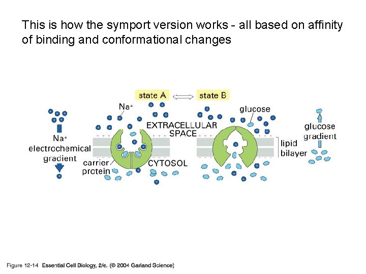 This is how the symport version works - all based on affinity of binding