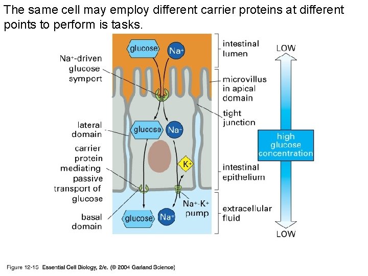 The same cell may employ different carrier proteins at different points to perform is