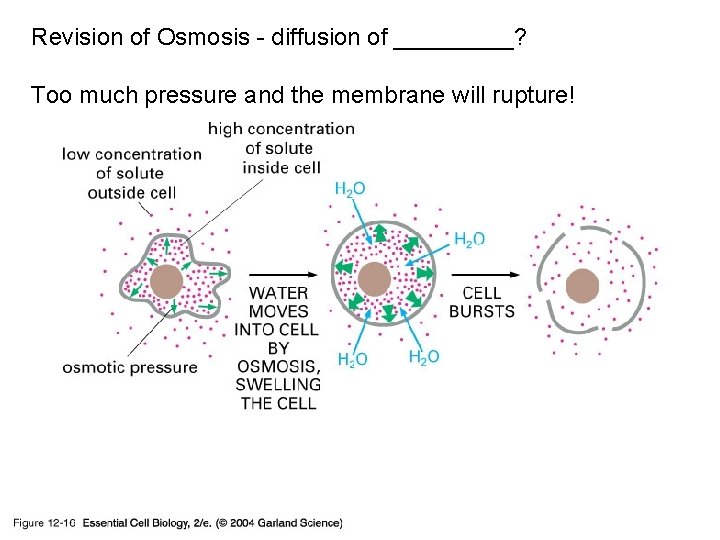 Revision of Osmosis - diffusion of _____? 12_16_osmosis. jpg Too much pressure and the