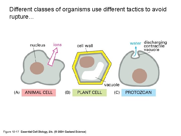 Different classes of organisms use different tactics to avoid rupture… 12_17_osmotic_swelling. jpg 
