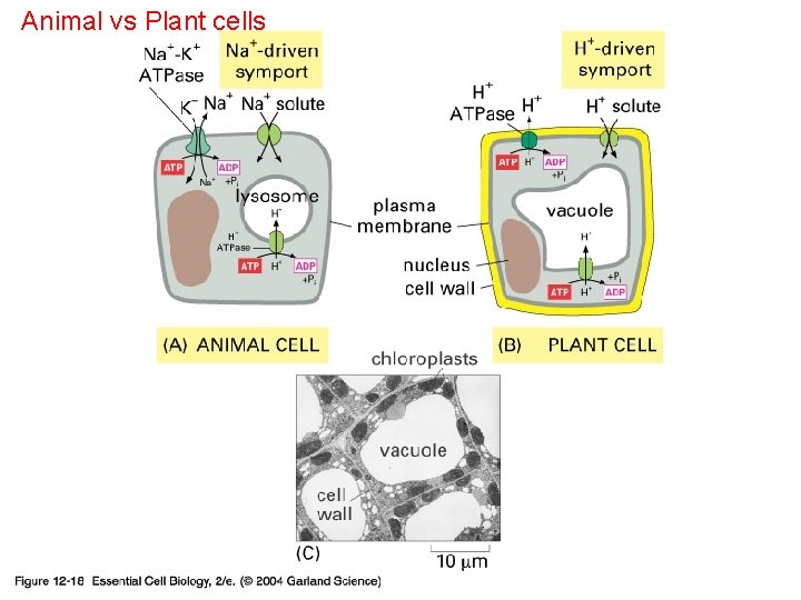 Animal vs Plant cells 12_18_solute_transport. jpg 