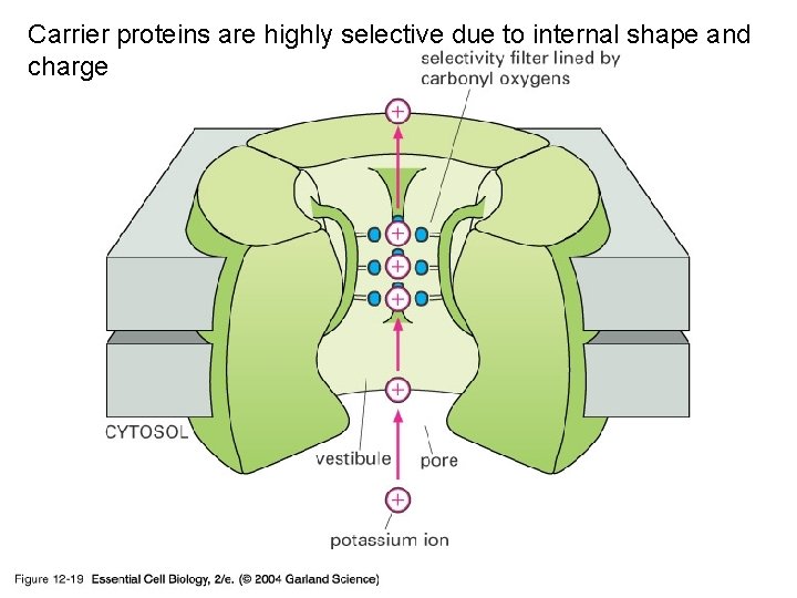 Carrier proteins are highly selective due to internal shape and charge 12_19_selectivity_filter. jpg 