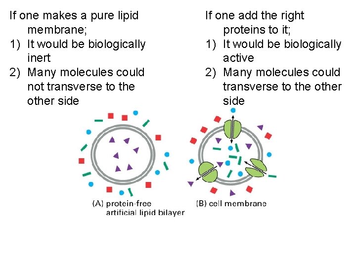 If one makes a pure lipid membrane; 1) It would be biologically inert 2)