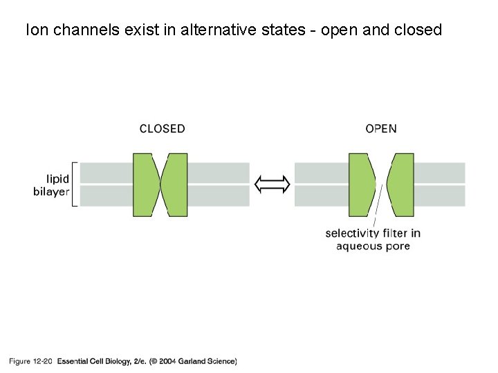 Ion channels exist in alternative states - open and closed 12_20_ion channel. jpg 