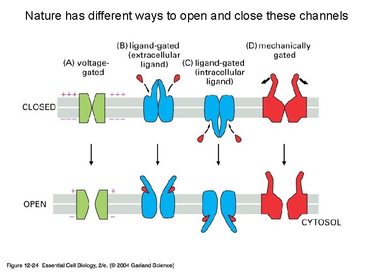 Nature has different ways to open and close these channels 12_24_Gated _ion_chan. jpg 
