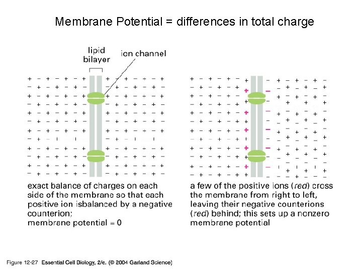 Membrane Potential = differences in total charge 12_27_membr. potential. jpg 