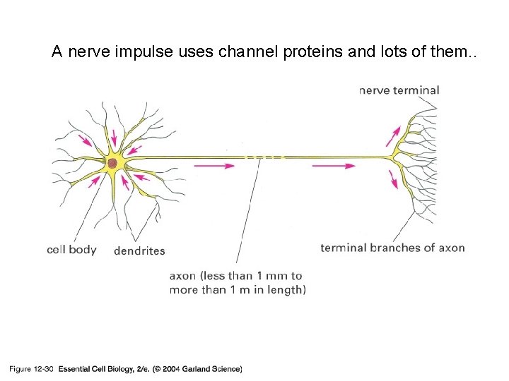 A nerve impulse uses channel proteins and lots of them. . 12_30_neuron. jpg 