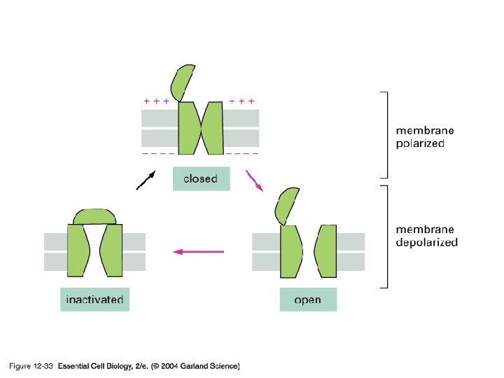 12_33_3_conformations. jpg 