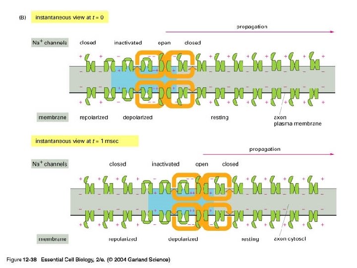 12_38_act_potential_propg_p art 2. jpg 