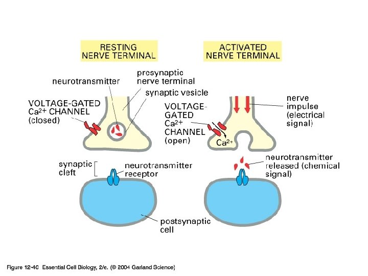 12_40_nerve_terminal. jpg 