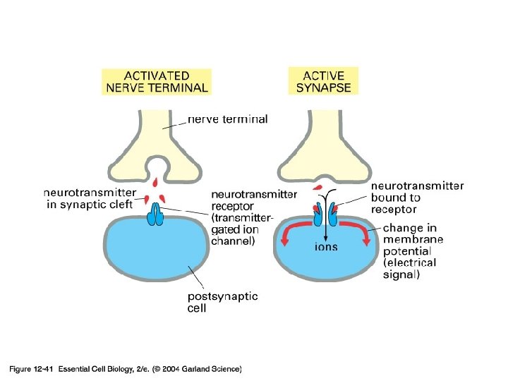 12_41_ion_channel_synp. jpg 