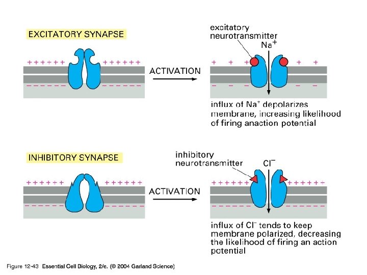 12_43_excitatory_inhib. jpg 