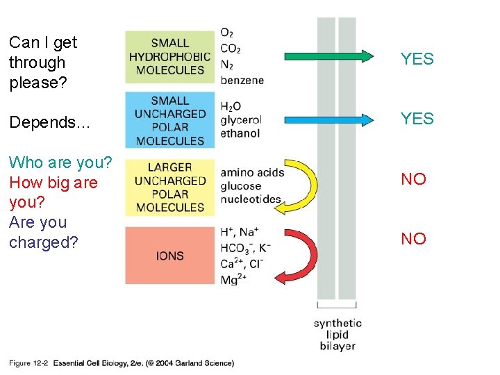 Can I get through please? 12_02_diffusion_rate. jpg Depends… Who are you? How big are