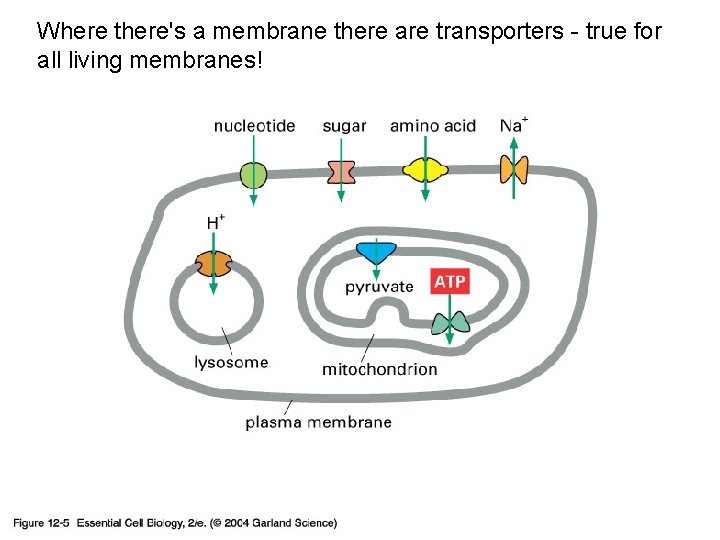 Where there's a membrane there are transporters - true for all living membranes! 12_05_carrier_proteins.