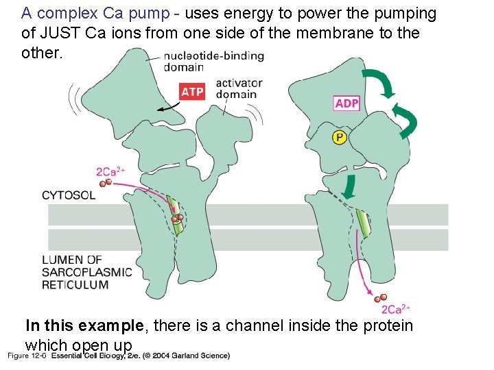 A complex Ca pump - uses energy to power the pumping of JUST Ca