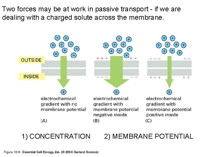 Two forces may be at work in passive transport - if we are dealing