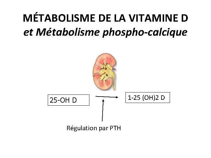 MÉTABOLISME DE LA VITAMINE D et Métabolisme phospho-calcique 25 -OH D Régulation par PTH