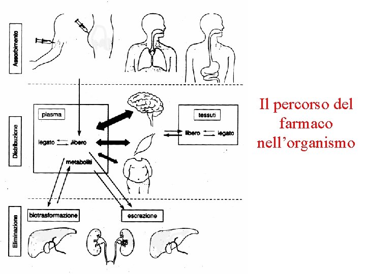 Il percorso del farmaco nell’organismo 