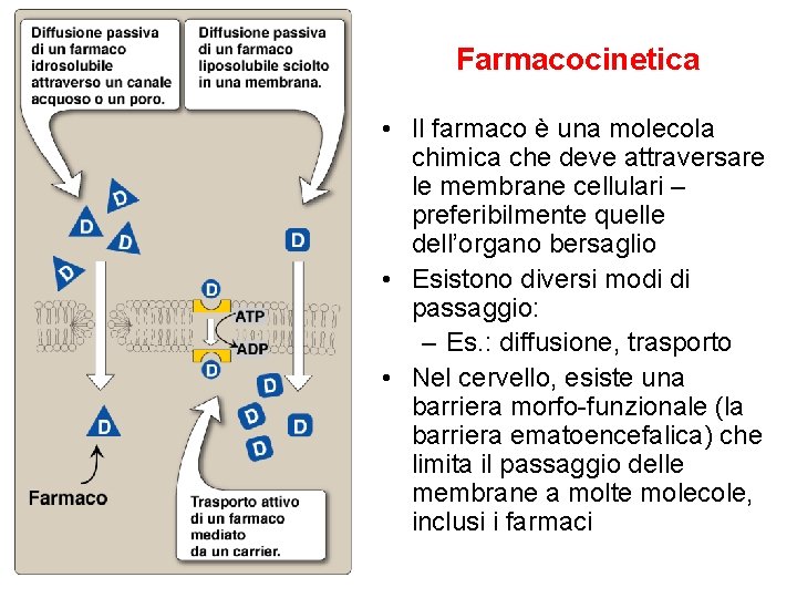 Farmacocinetica • Il farmaco è una molecola chimica che deve attraversare le membrane cellulari