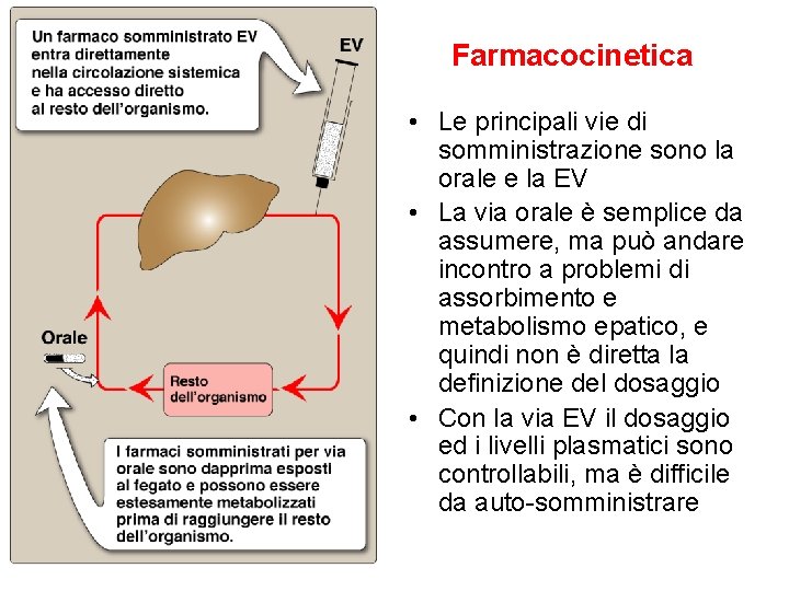 Farmacocinetica • Le principali vie di somministrazione sono la orale e la EV •