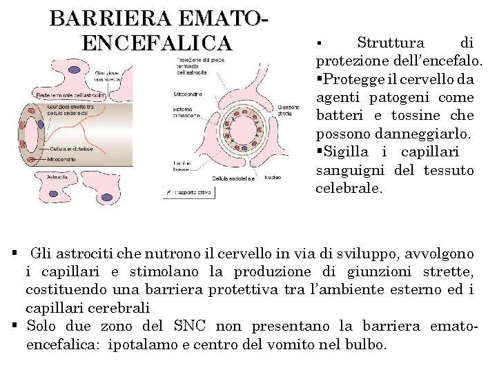 BARRIERA EMATOENCEFALICA Struttura di protezione dell’encefalo. §Protegge il cervello da agenti patogeni come batteri