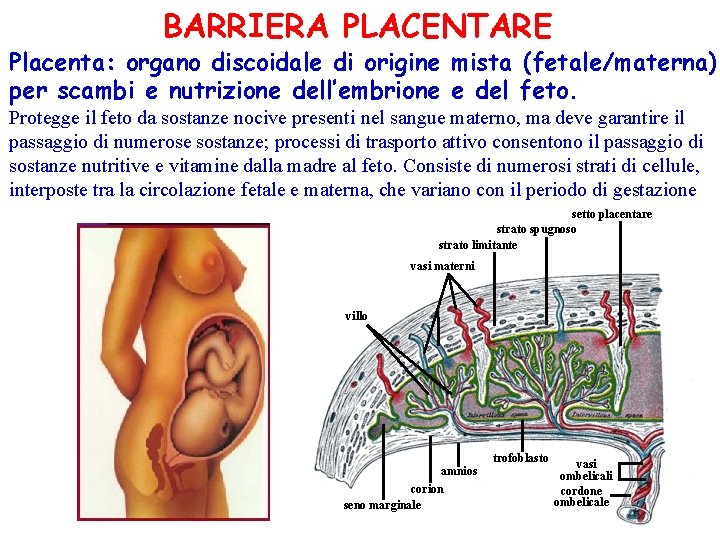 BARRIERA PLACENTARE Placenta: organo discoidale di origine mista (fetale/materna) per scambi e nutrizione dell’embrione