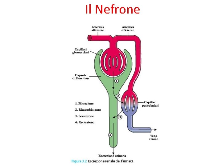 Il Nefrone 