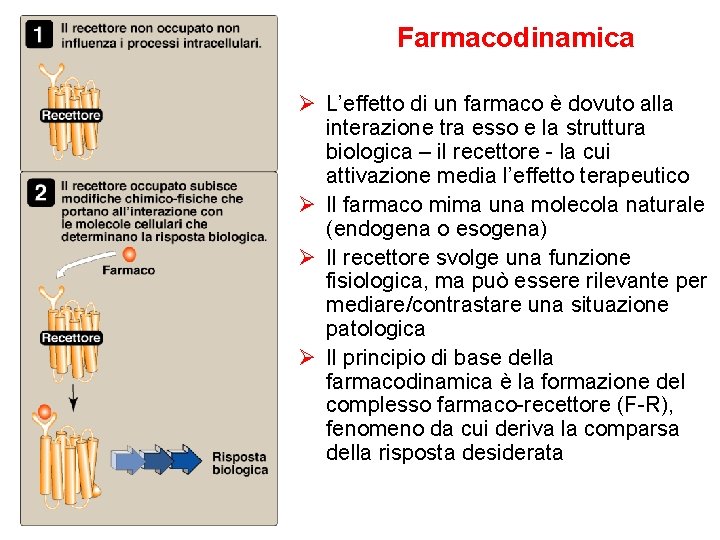 Farmacodinamica Ø L’effetto di un farmaco è dovuto alla interazione tra esso e la